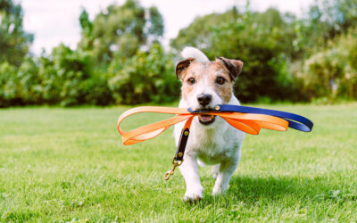 Lil’ Westminster Dog Show