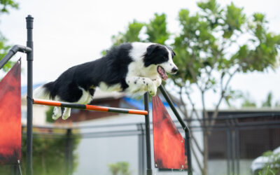 Lil Westminster Dog Show – Dog Registration