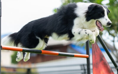 Lil Westminster Dog Show – Dog Registration