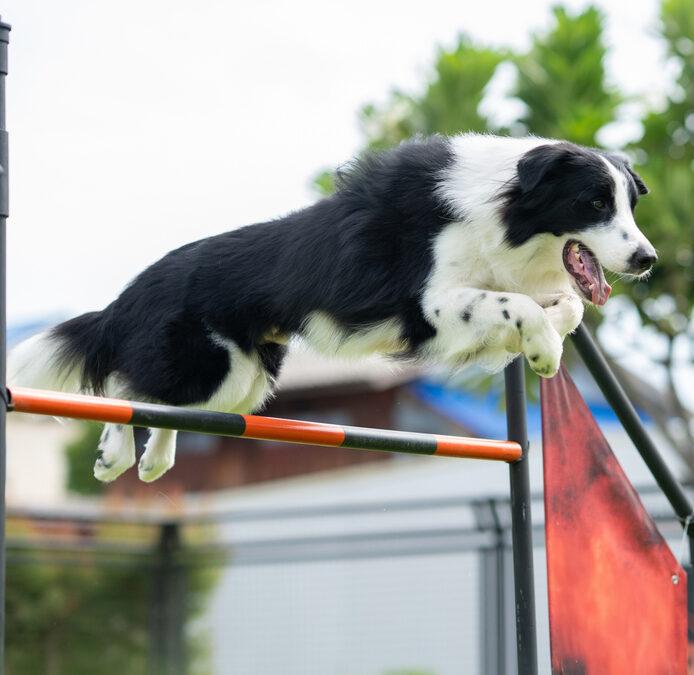 Lil Westminster Dog Show – Dog Registration